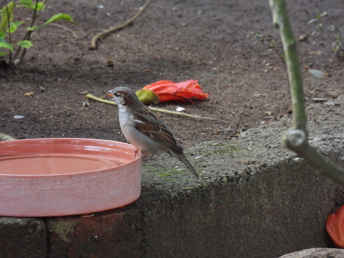 House Sparrow - ML647732642