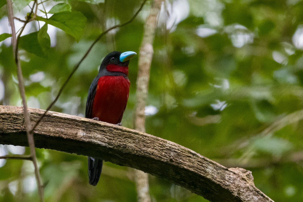 Black-and-red Broadbill - ML647732644