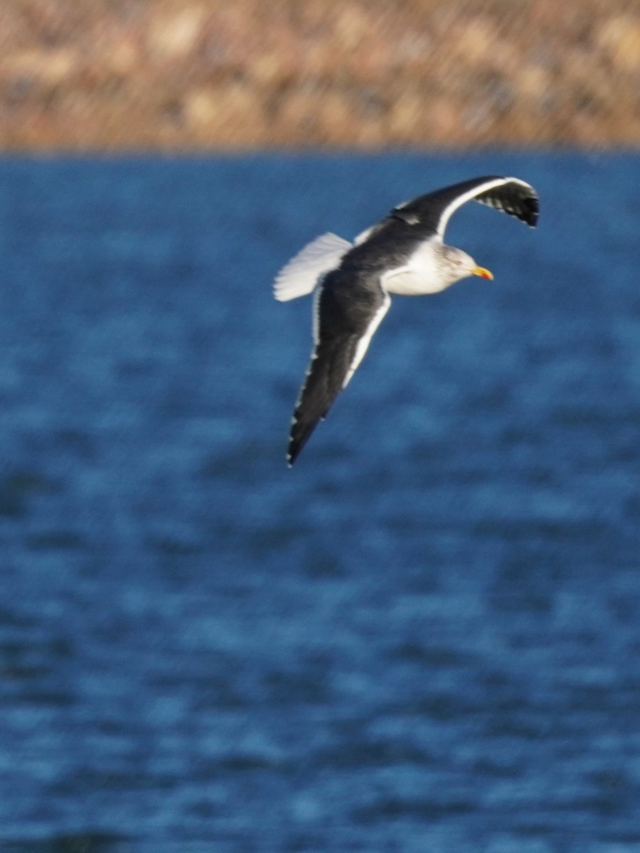Gaviota Sombría - ML647732645