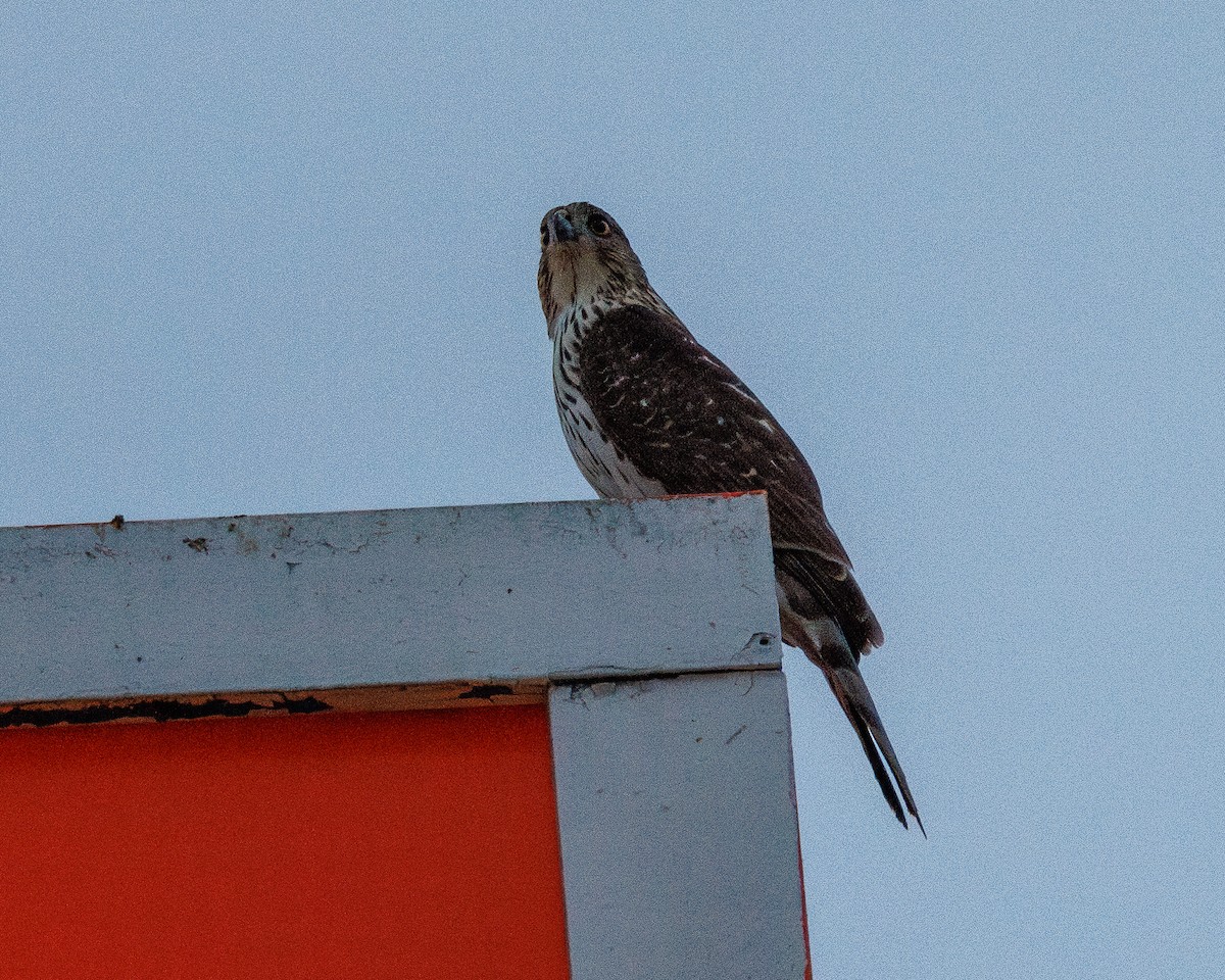 Cooper's Hawk - ML647732676