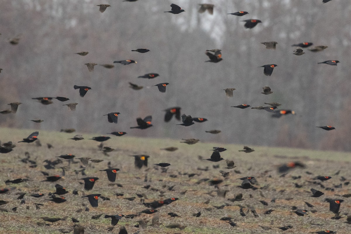 Red-winged Blackbird - ML647732683