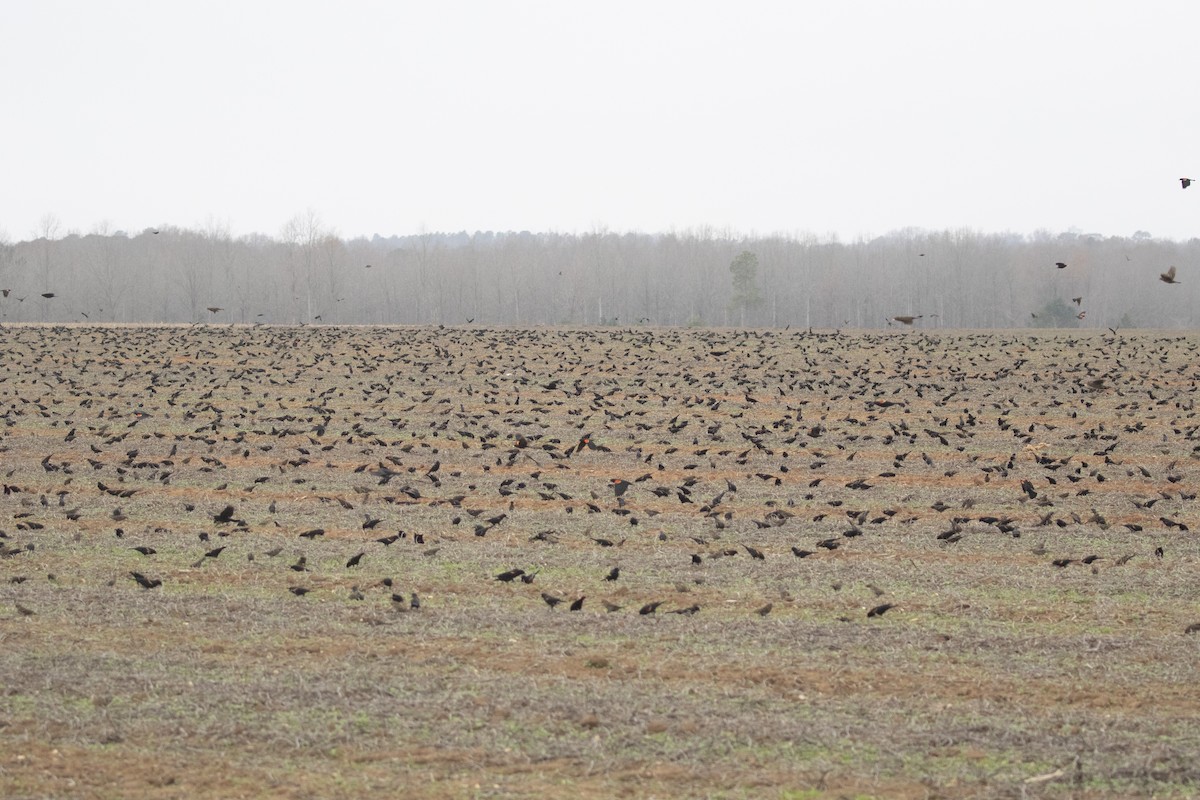 Red-winged Blackbird - ML647732684