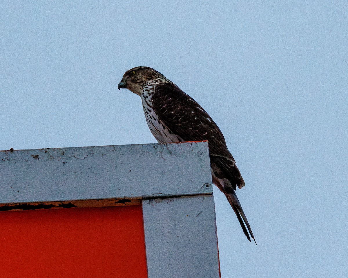 Cooper's Hawk - ML647732688