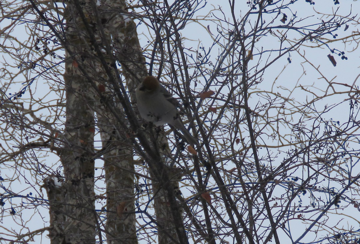 Pinu-gailupa - ML647732720