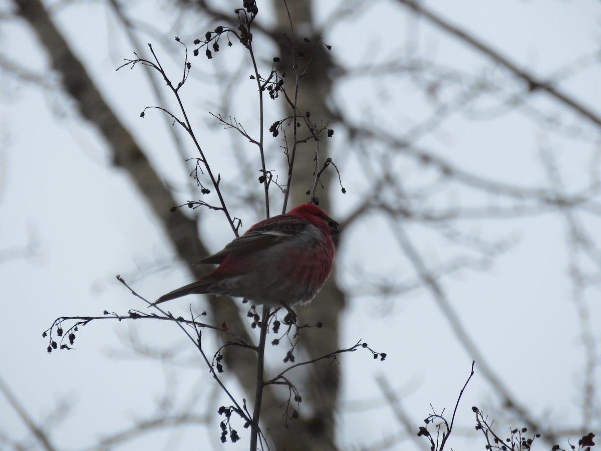 Pinu-gailupa - ML647732721