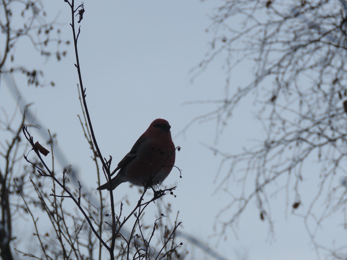 Pinu-gailupa - ML647732722