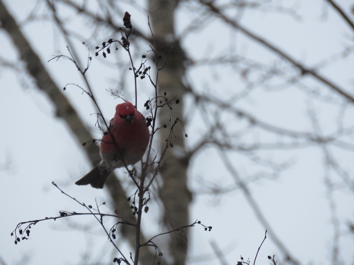 Pinu-gailupa - ML647732724