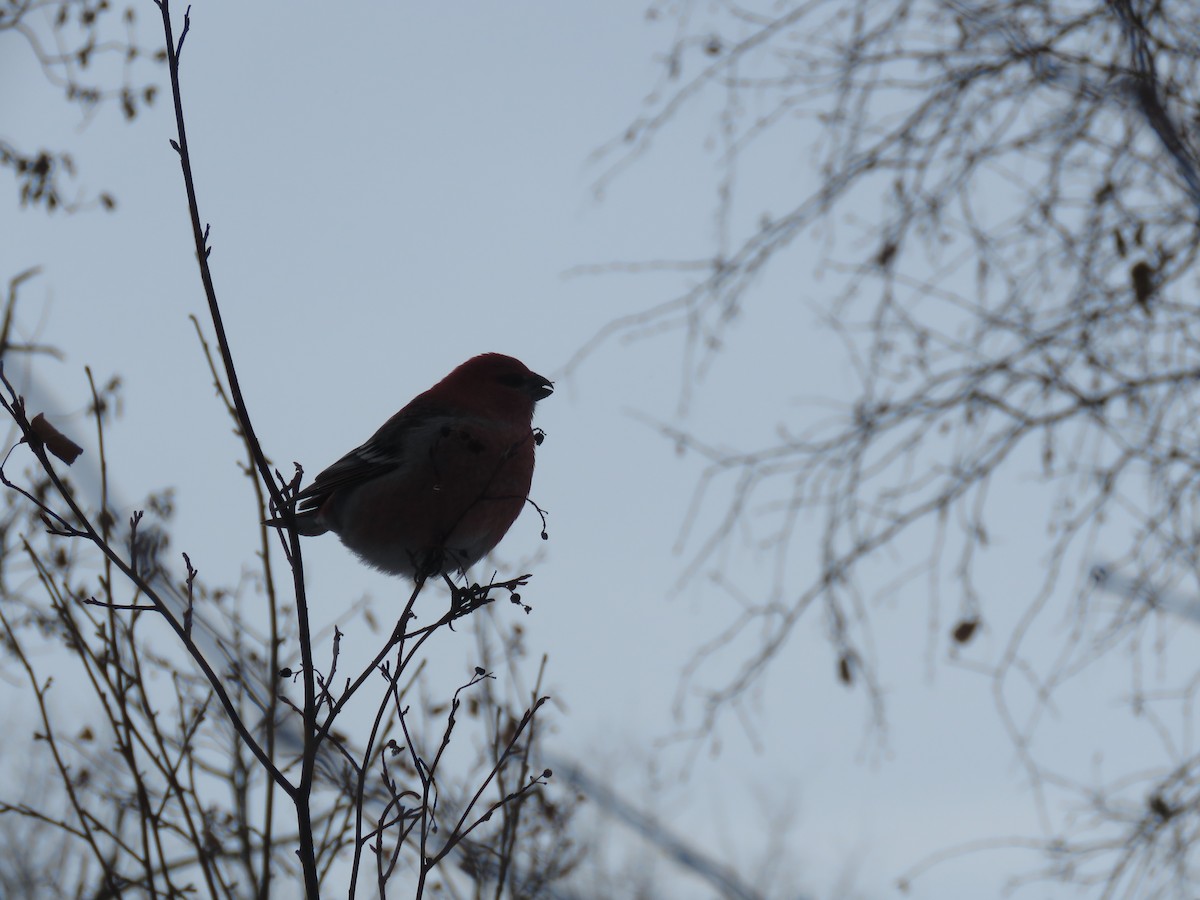 Pinu-gailupa - ML647732726