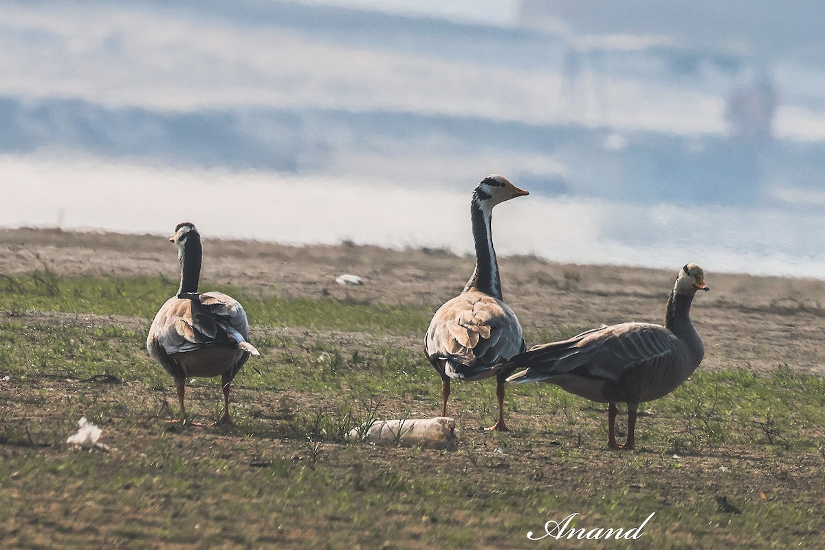 Oie à tête barrée - ML647732762