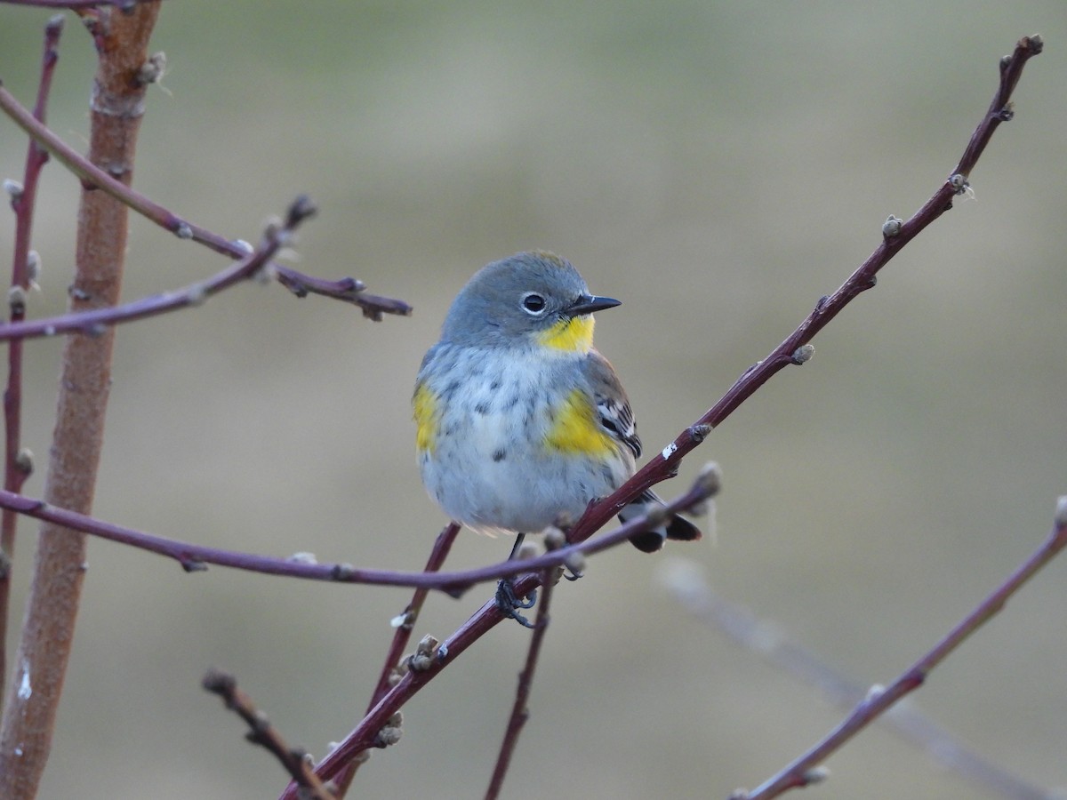 Yellow-rumped Warbler - ML647732772
