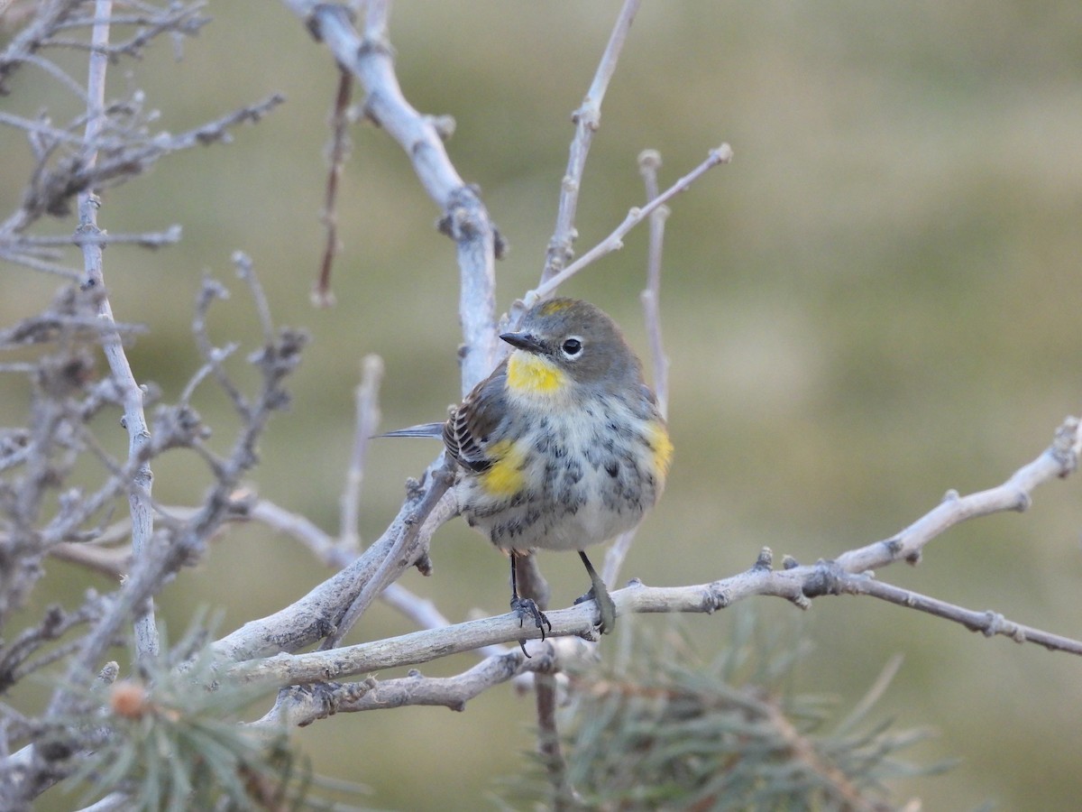 Yellow-rumped Warbler - ML647732773