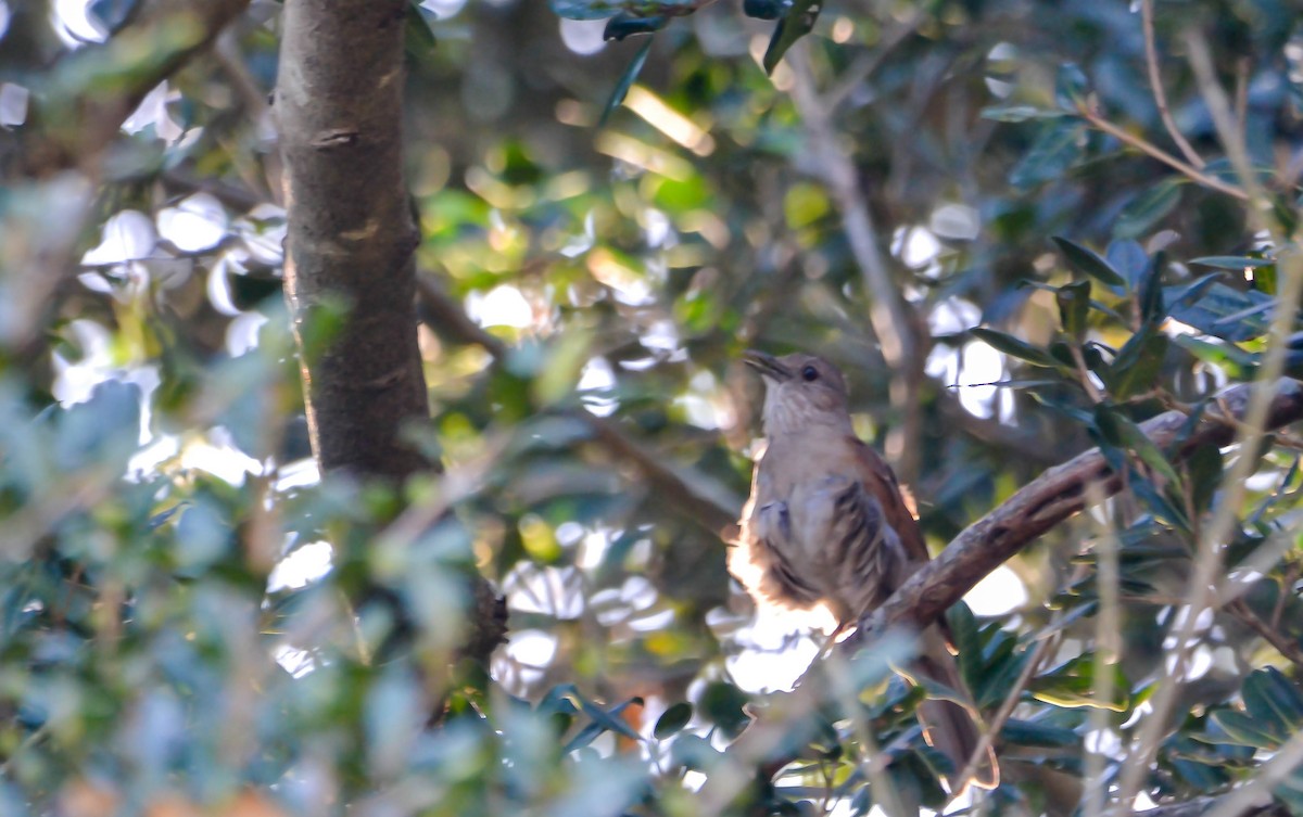 Pale-breasted Thrush - ML647732774
