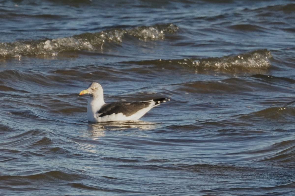 Gaviota Sombría - ML647732781