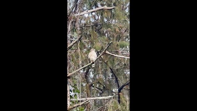 Ширококрылый канюк - ML647732787