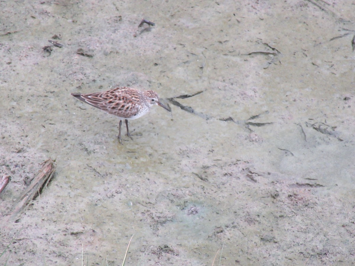 bonapartesnipe - ML647732798