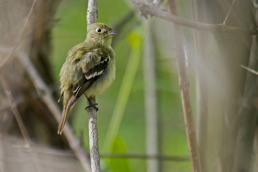 Желтобрюхий мухолов - ML647732804