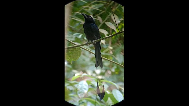 Райский дронго - ML647732812