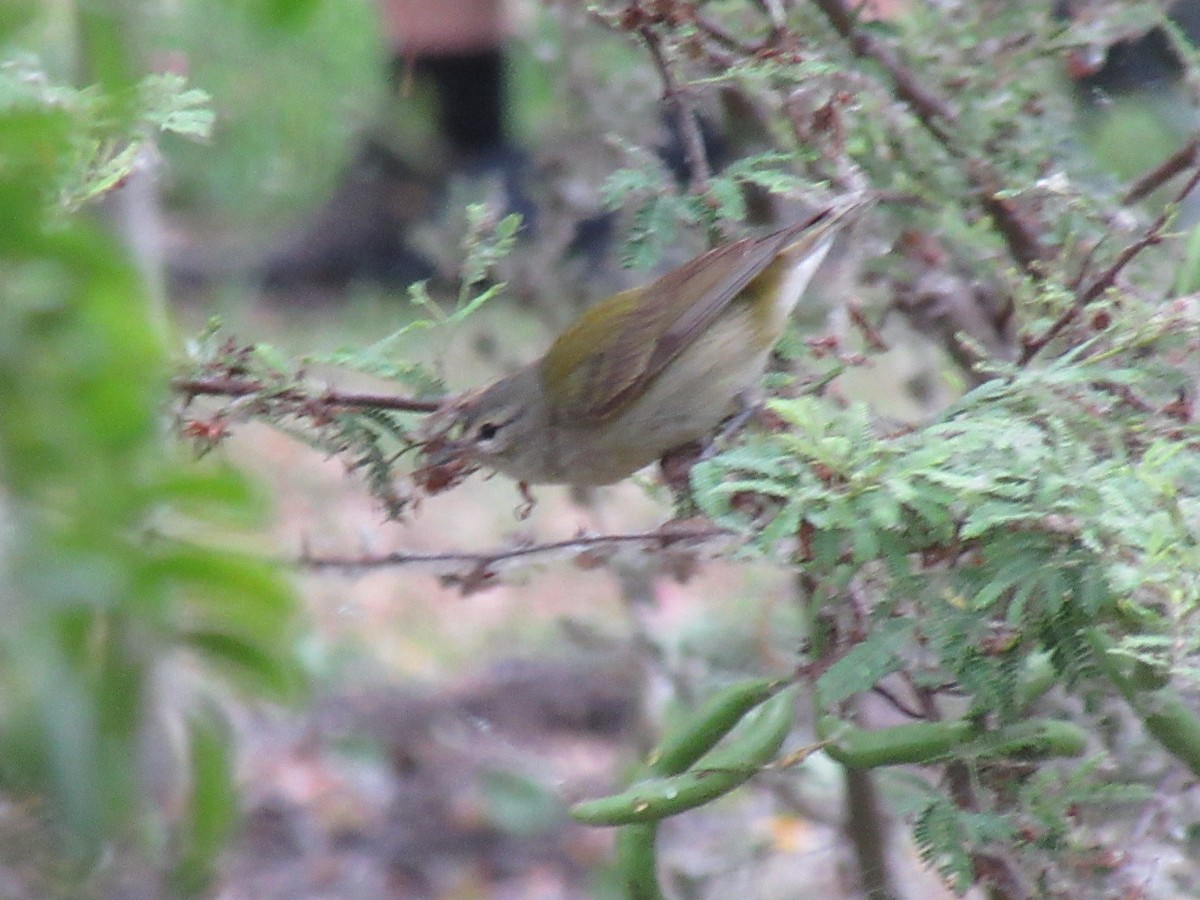 Tennessee Warbler - ML647732816