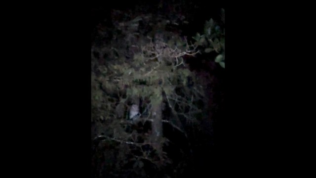 Полосатая неясыть - ML647732821