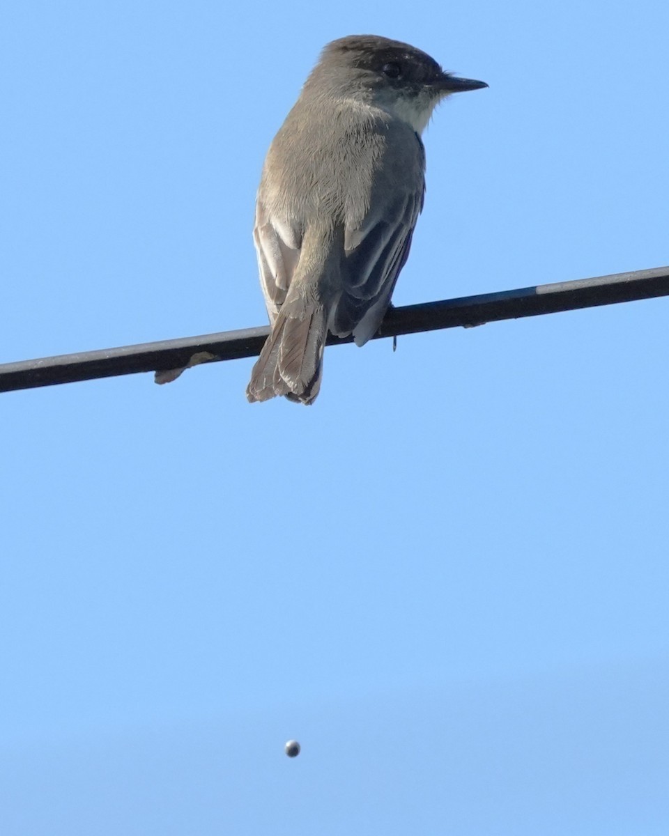 Eastern Phoebe - ML647732827