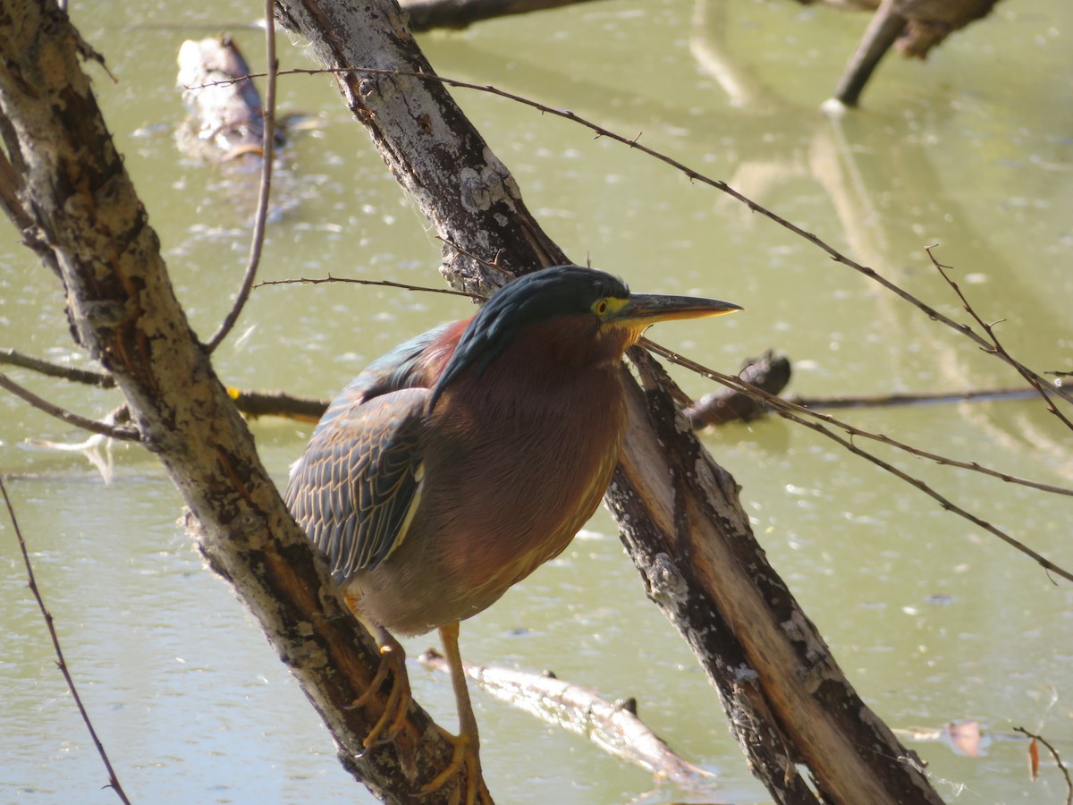 Green Heron - ML647732839