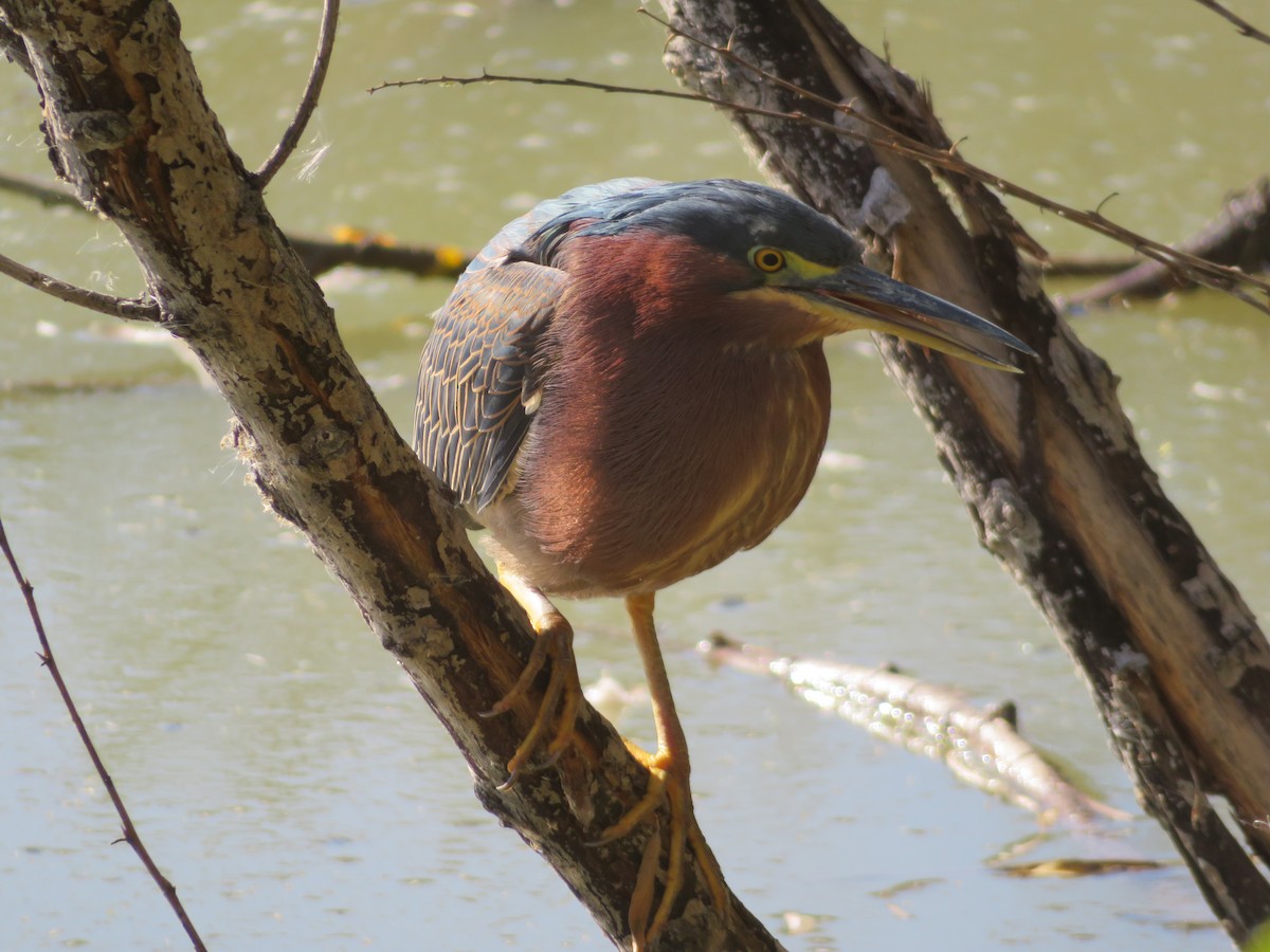 Green Heron - ML647732841