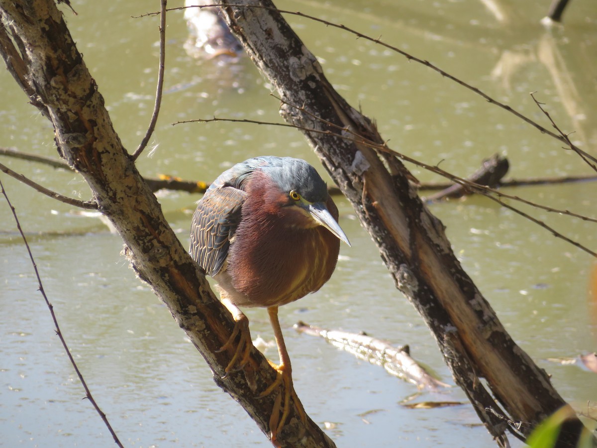 Green Heron - ML647732842