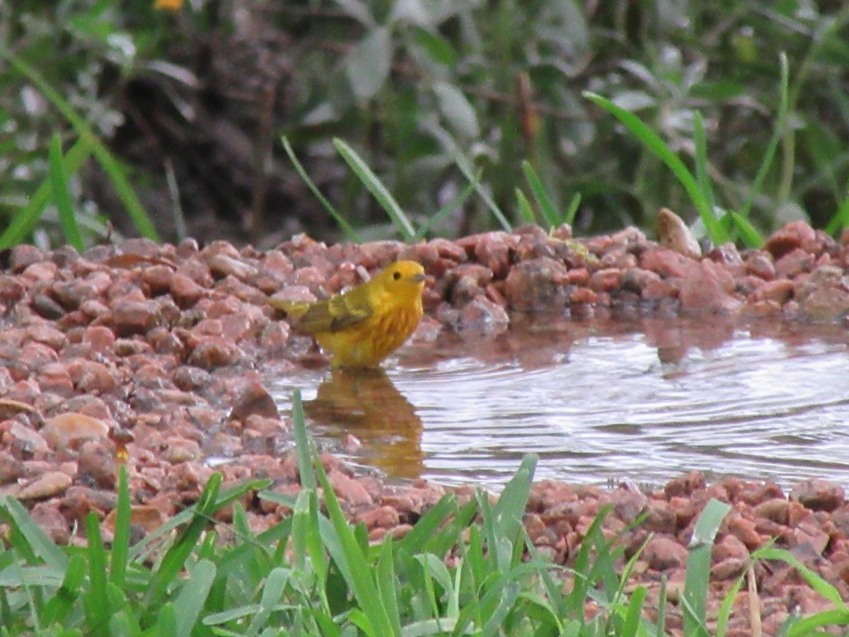 Northern Yellow Warbler - ML647732860