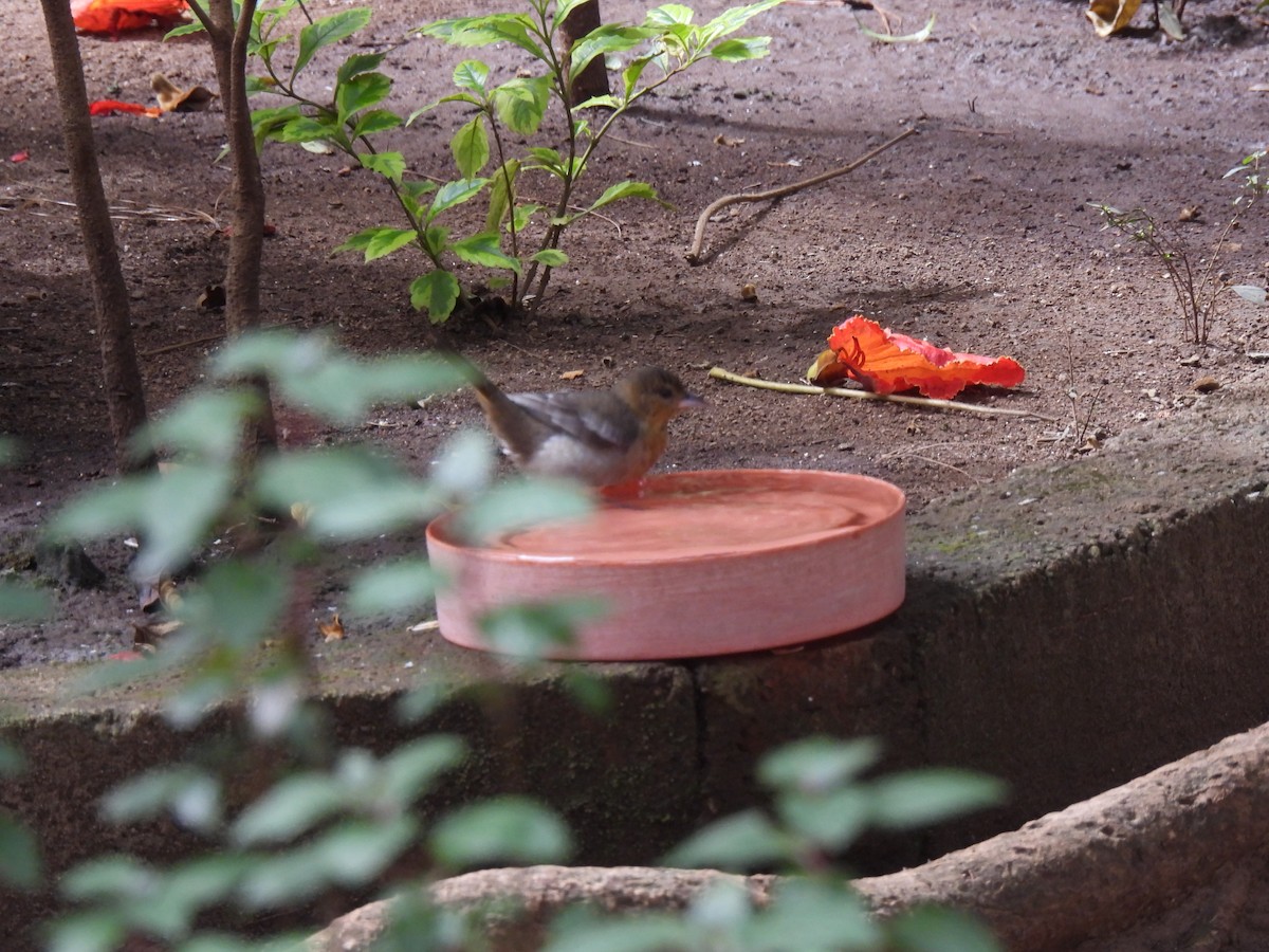 Балтиморский трупиал - ML647732862