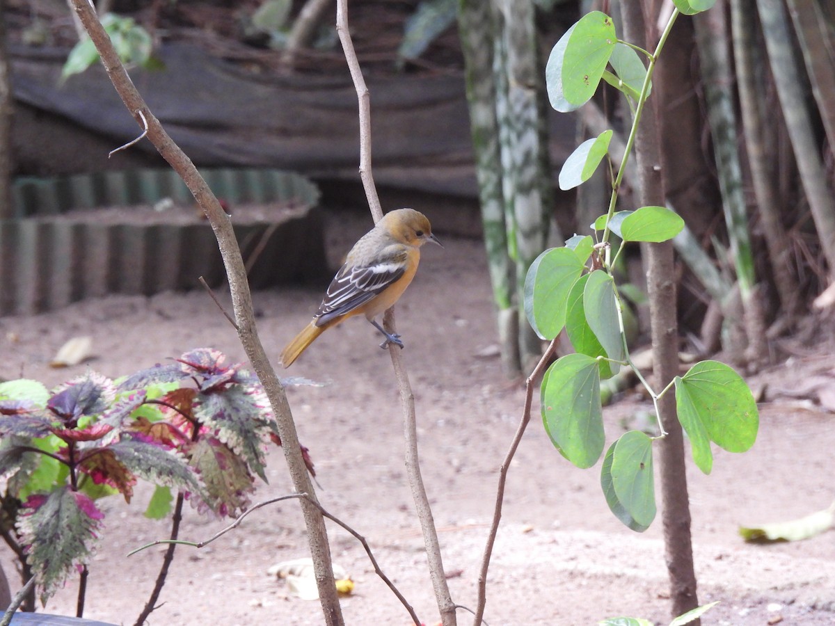 Балтиморский трупиал - ML647732863