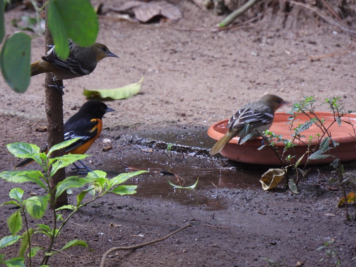 Балтиморский трупиал - ML647732864