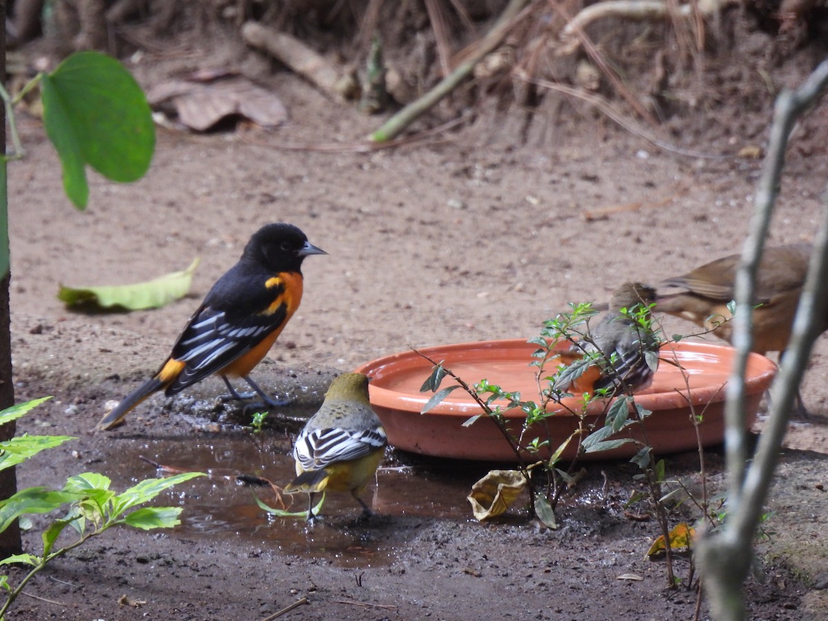 Балтиморский трупиал - ML647732865