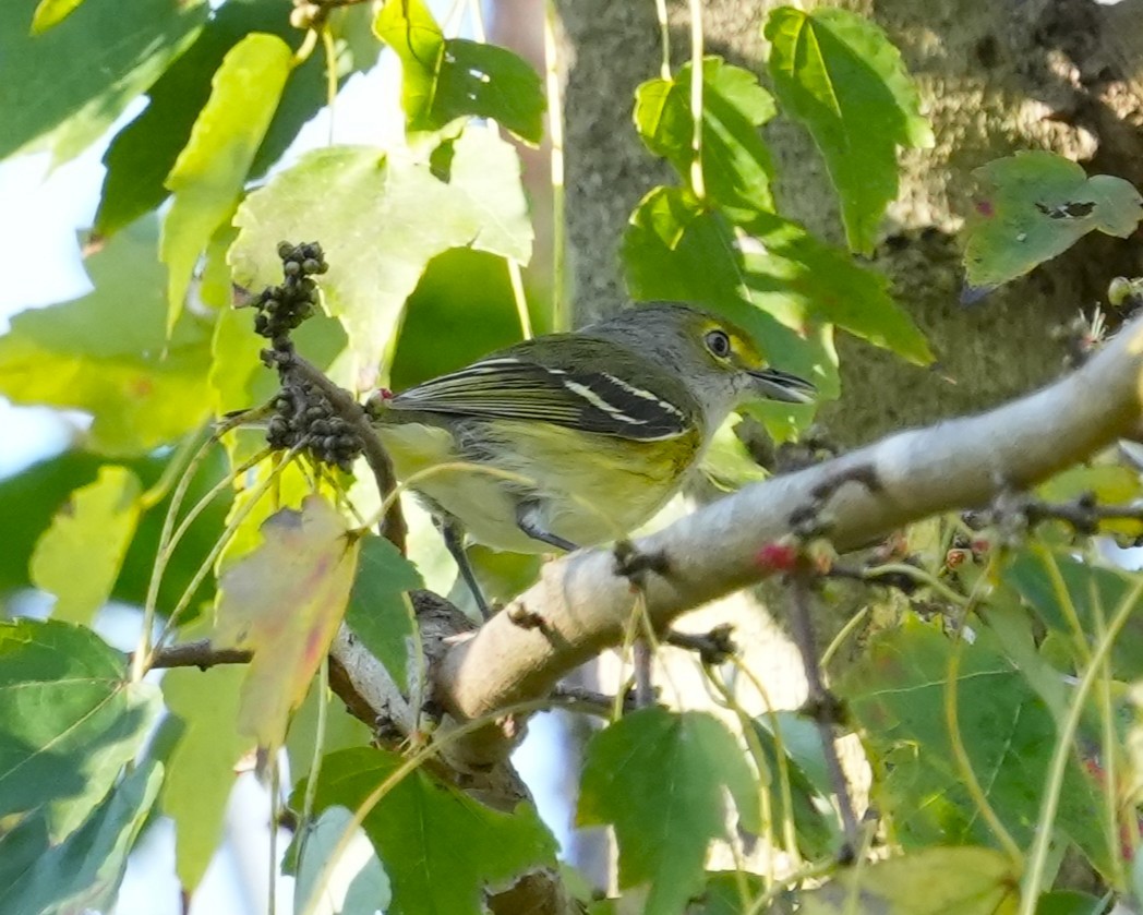 Белоглазый виреон - ML647732866