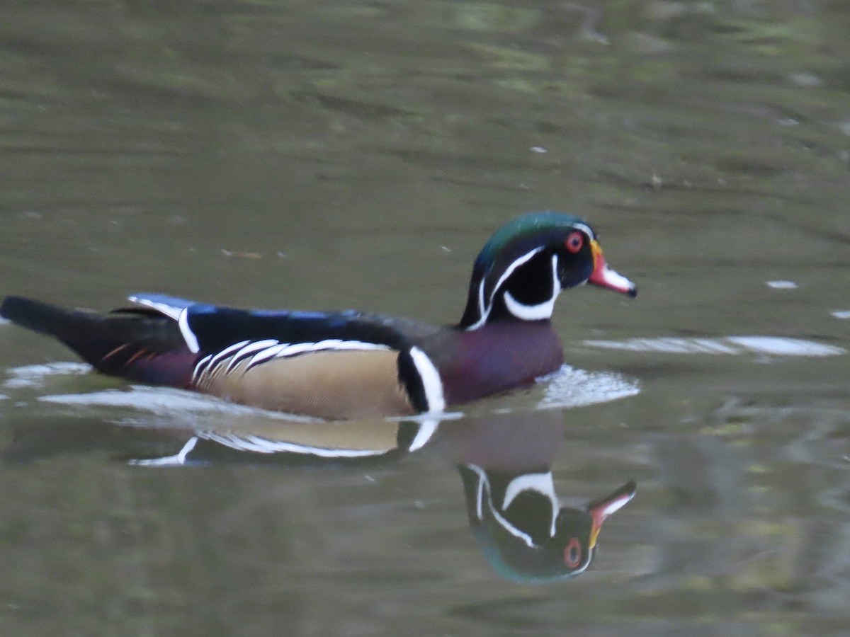 Ahate karolinarra - ML647732868