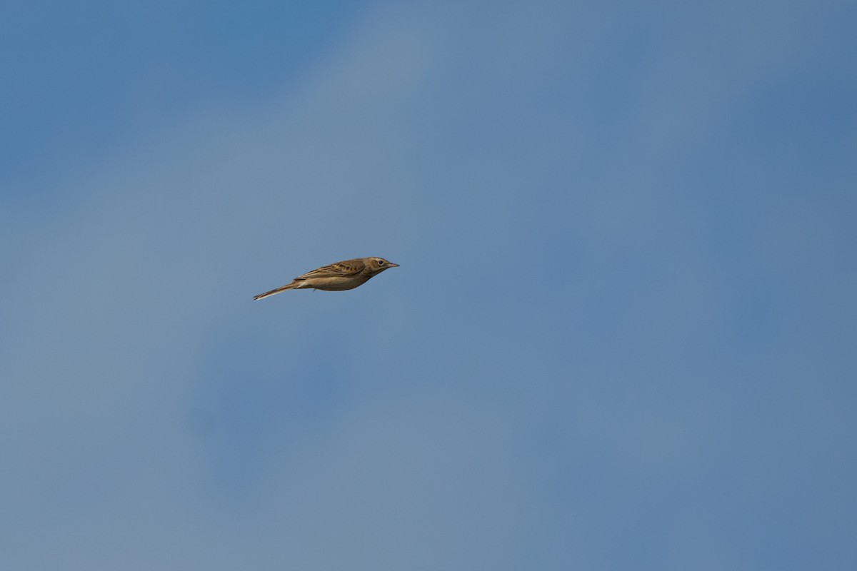 Richard's Pipit - ML647732873