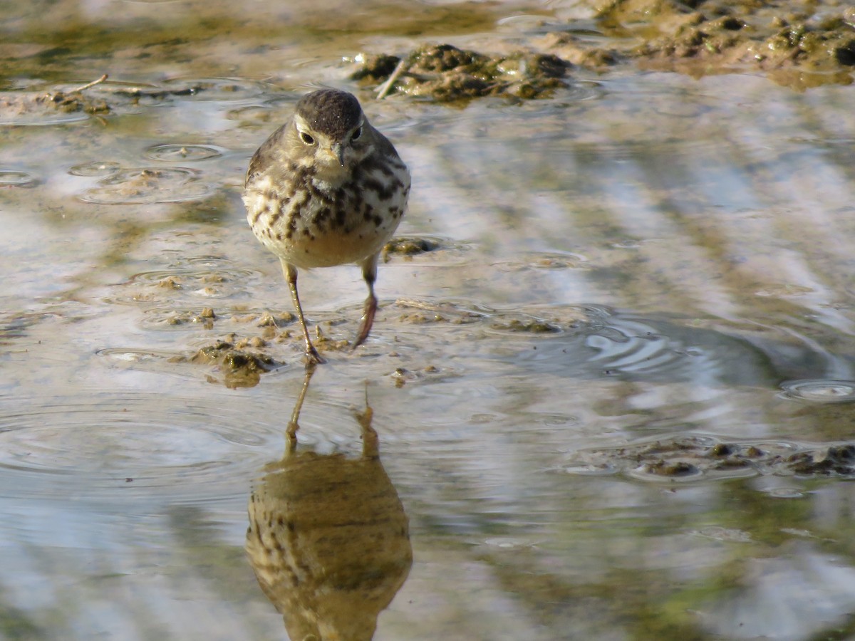 American Pipit - ML647732878