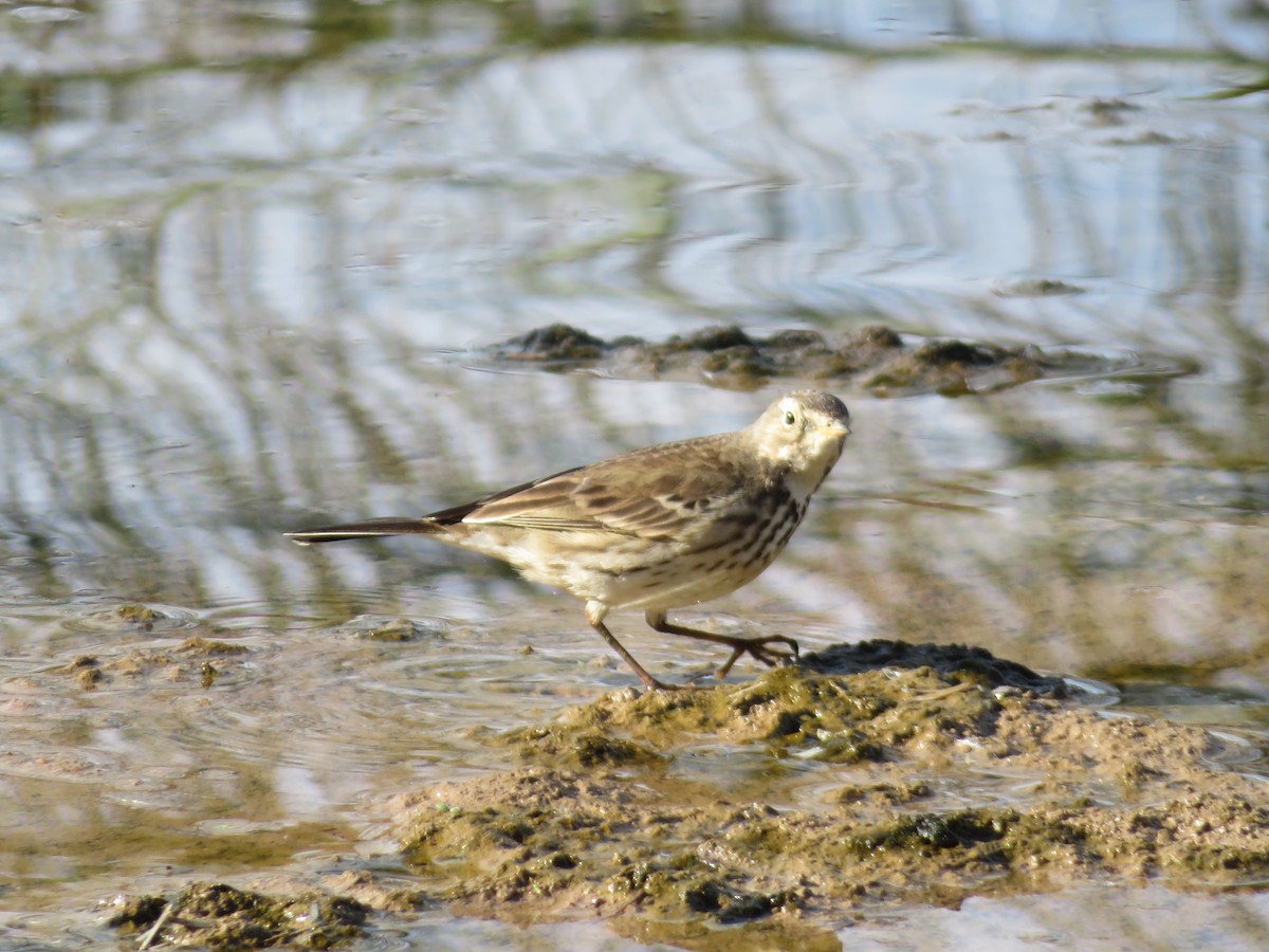 American Pipit - ML647732879