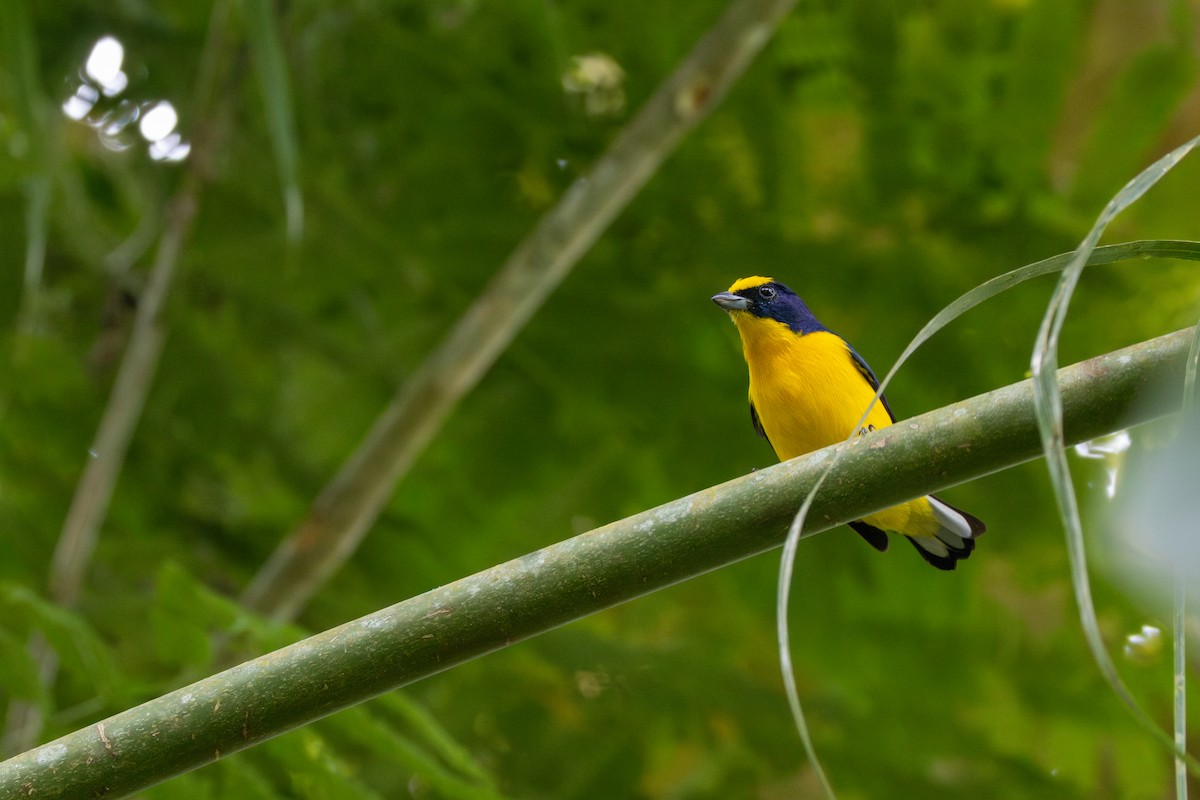 Thick-billed Euphonia - ML647732885