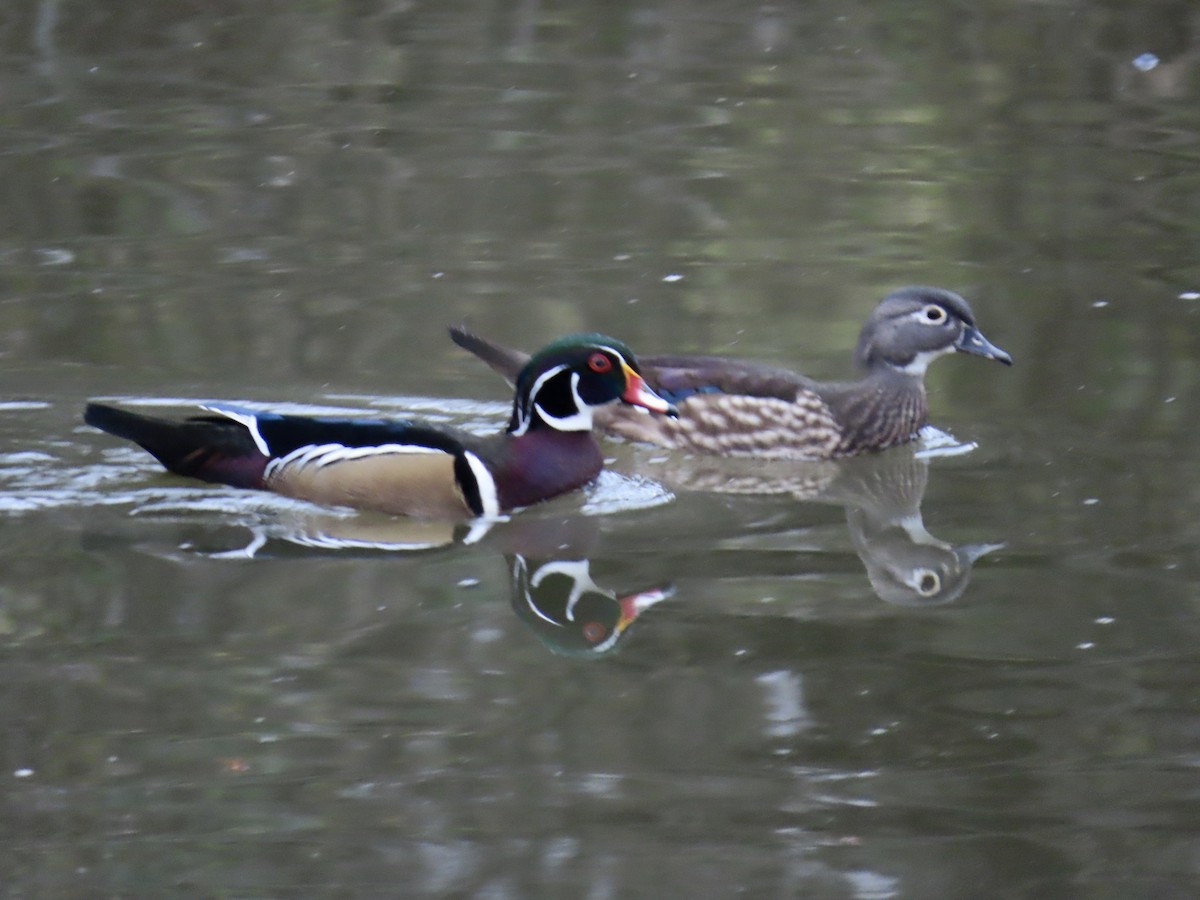 Ahate karolinarra - ML647732886