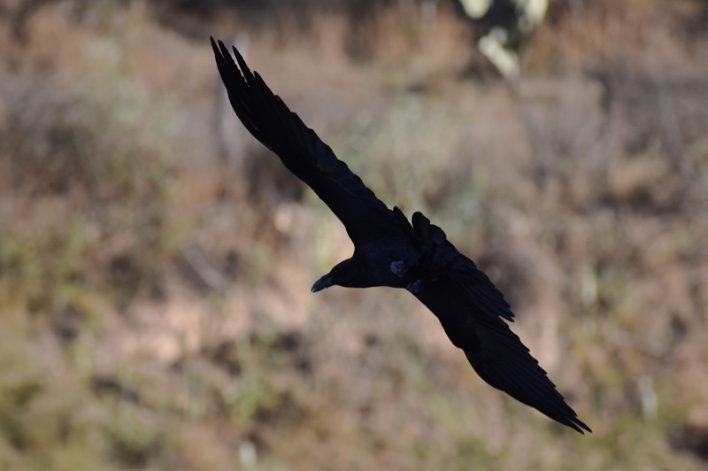 Common Raven - ML647732890