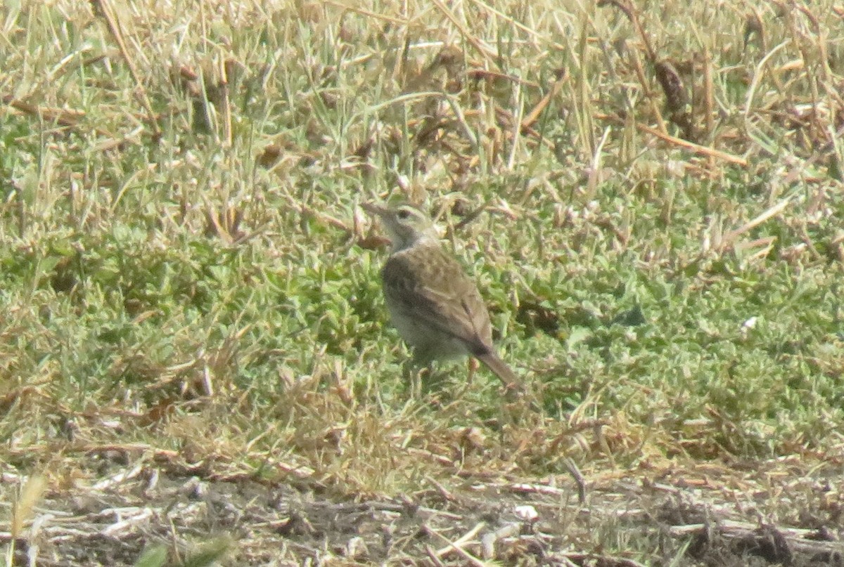 Australian Pipit - ML647732919
