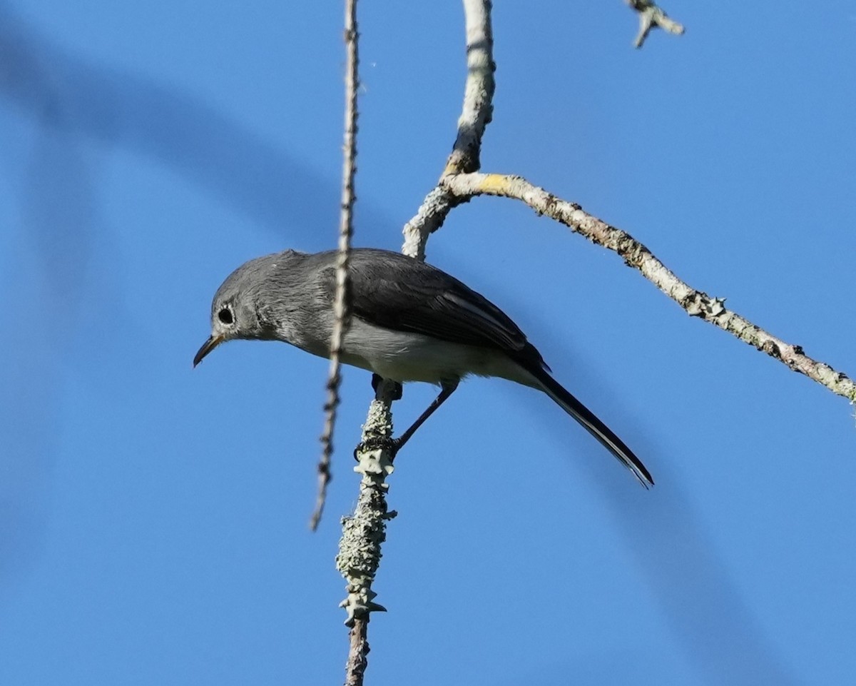 Голубая комароловка - ML647732920