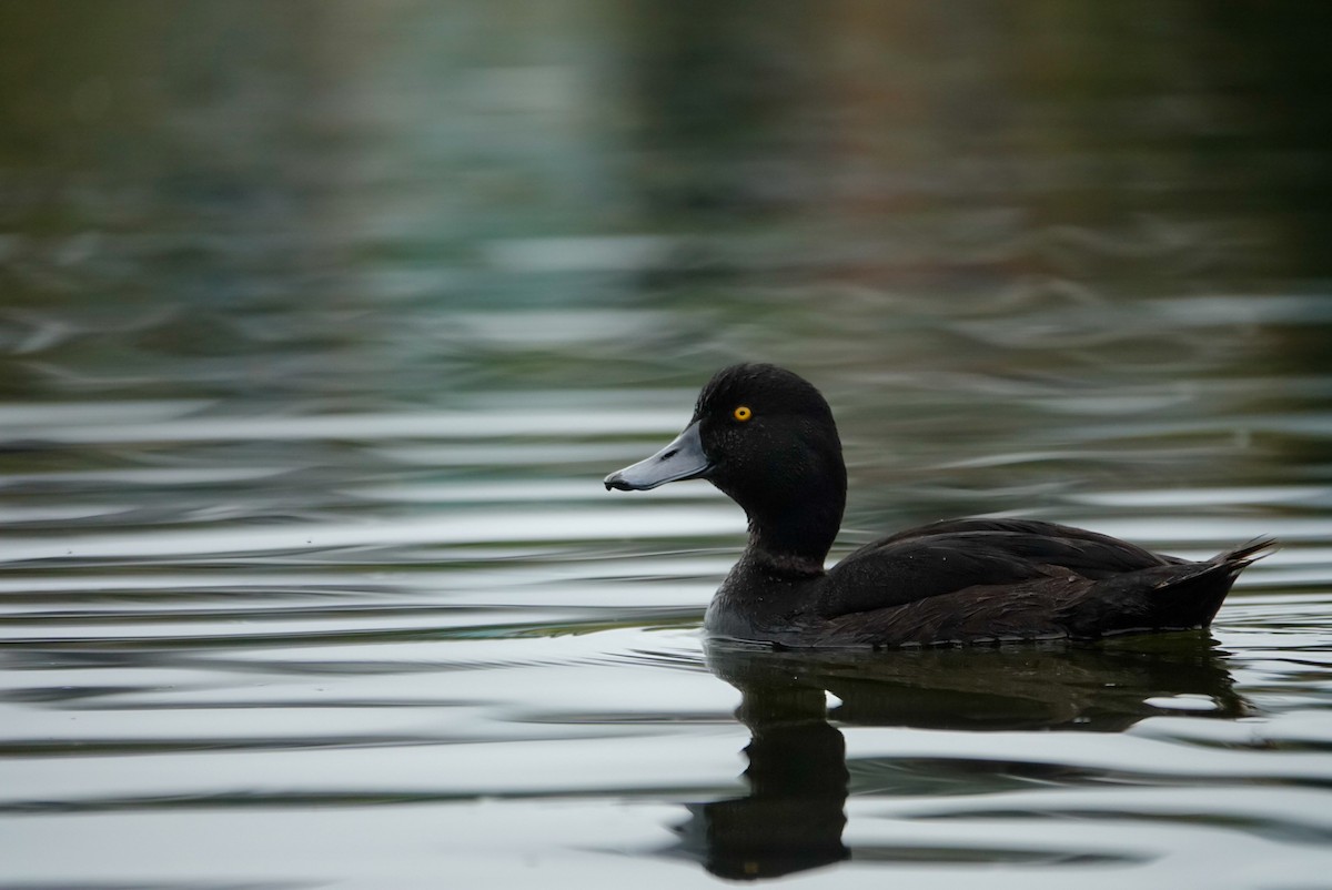Yeni Zelanda Patkası - ML647732922