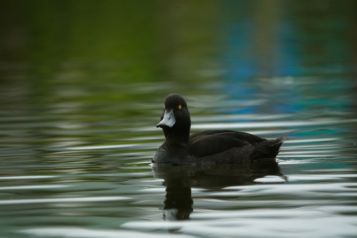 Yeni Zelanda Patkası - ML647732923