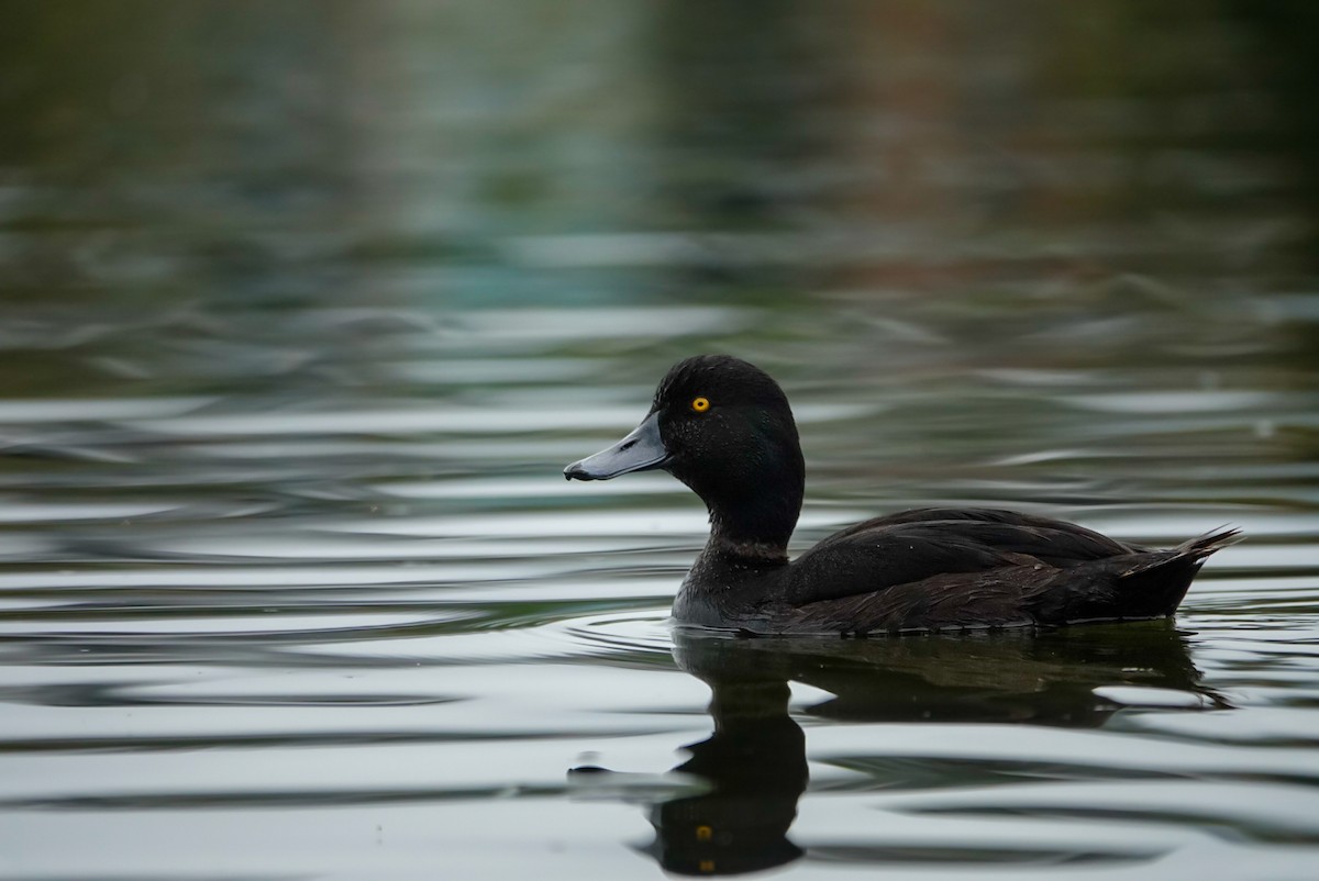 Yeni Zelanda Patkası - ML647732924