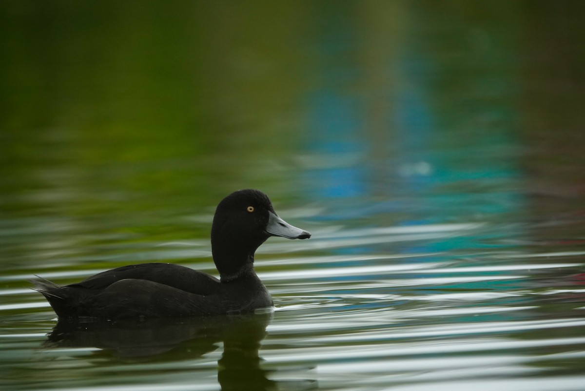 Yeni Zelanda Patkası - ML647732925