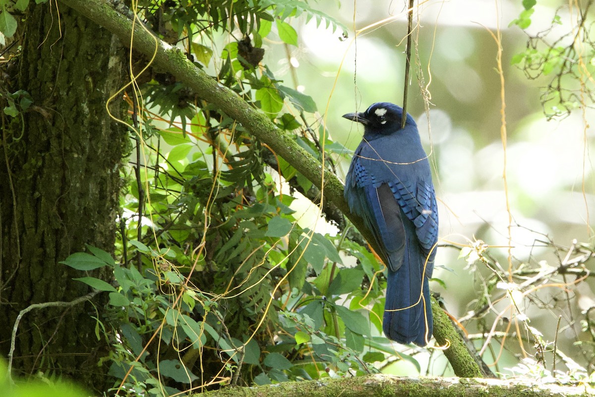 Steller's Jay (Middle American) - ML647732943