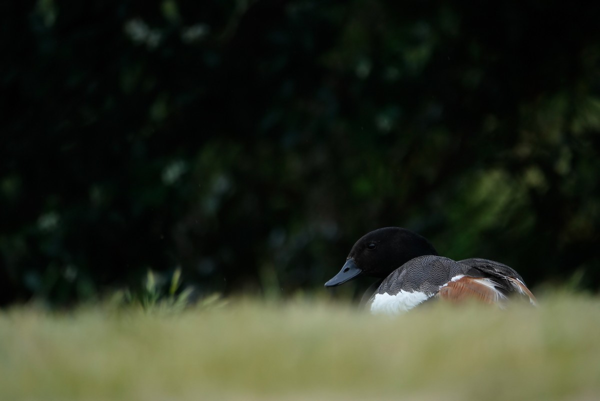 Yeni Zelanda Angıtı - ML647732973