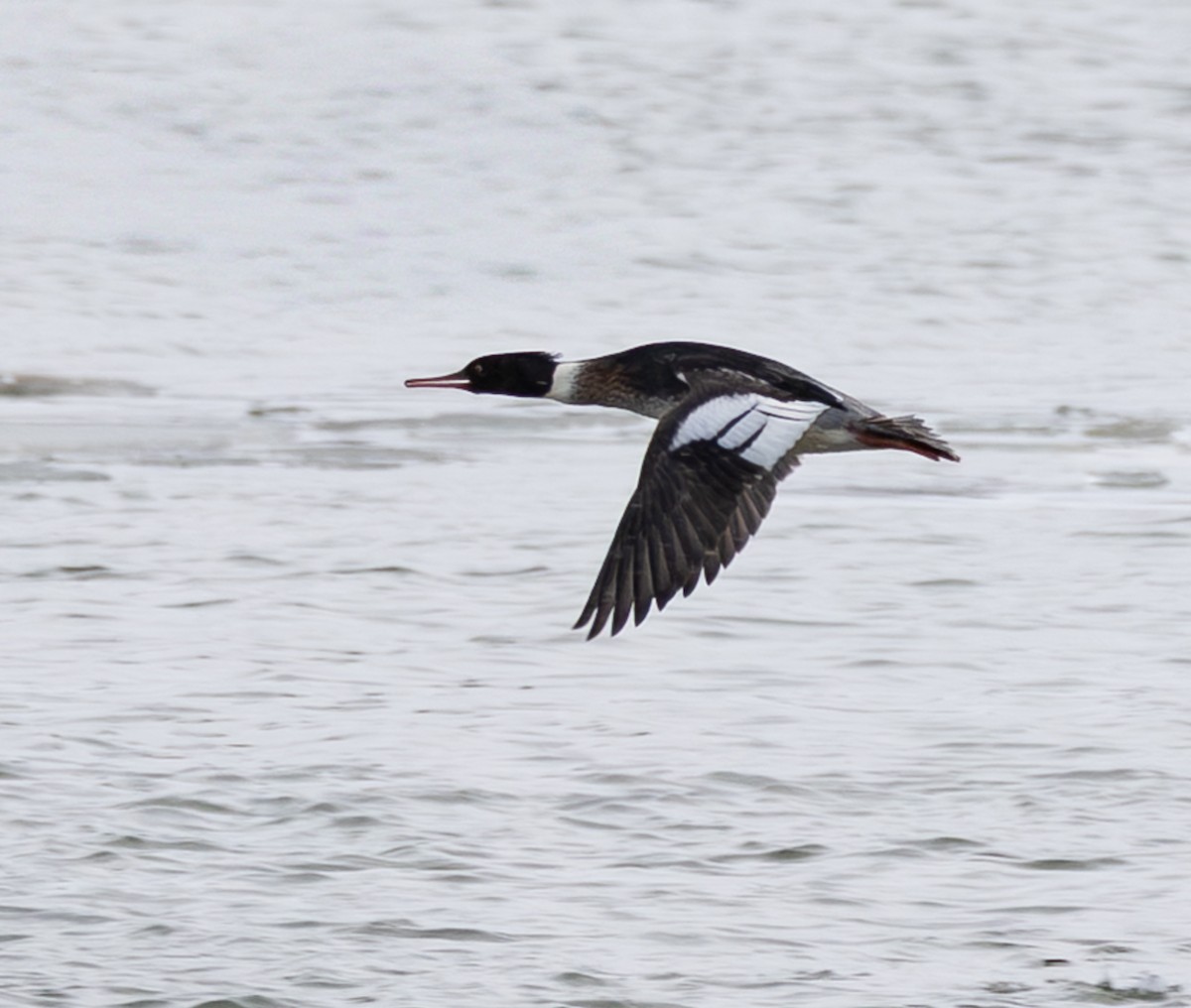 Serreta Mediana - ML647733001