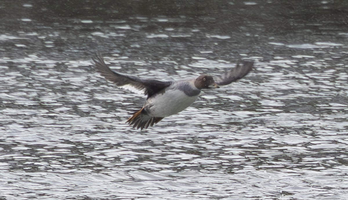 Serreta Mediana - ML647733002